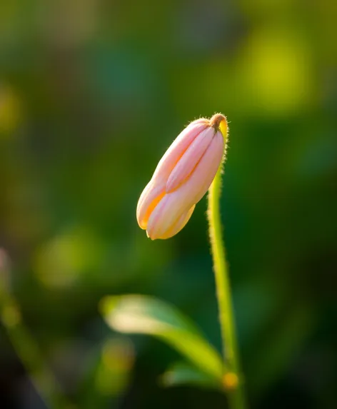 peanut flower