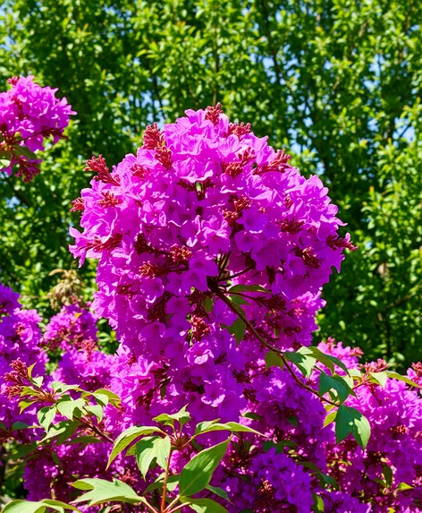 purple crepe myrtle tree