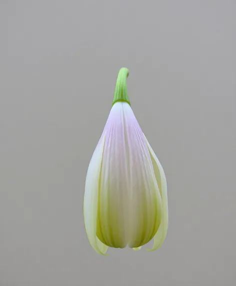 lily bulb