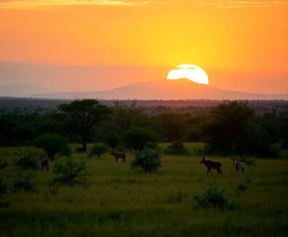 african savanna images