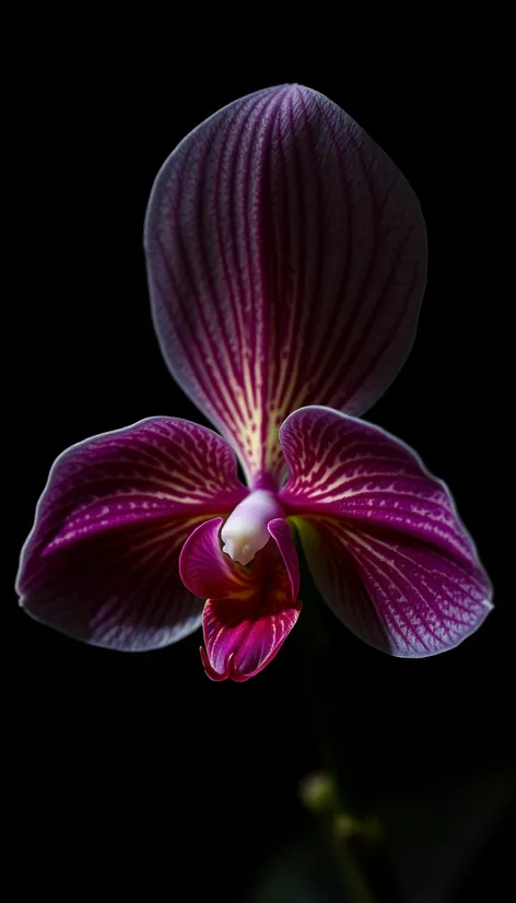 dracula orchid