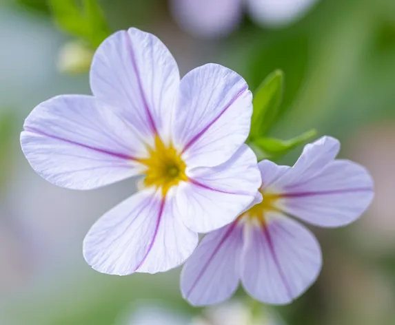 viola flower