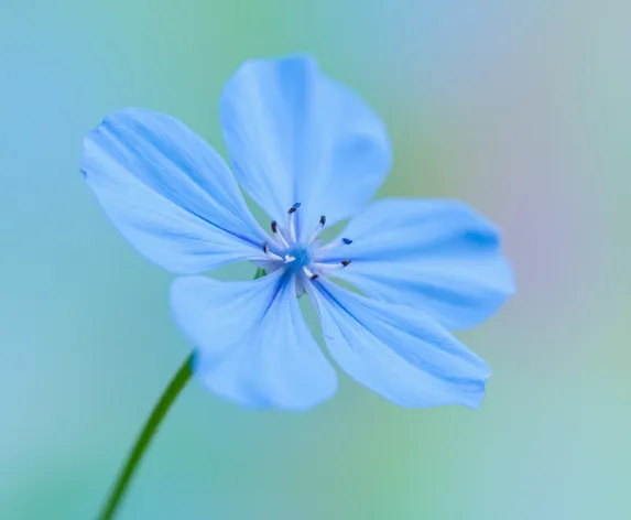 blue flower watercolor painting