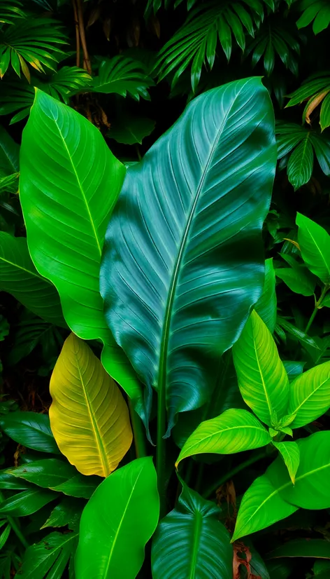 black elephant ear plant