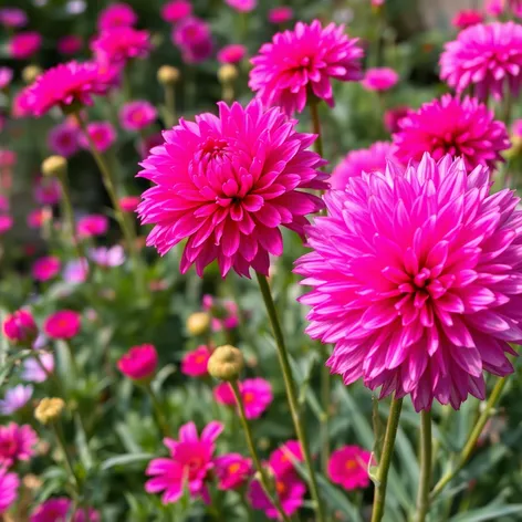 pom flowers