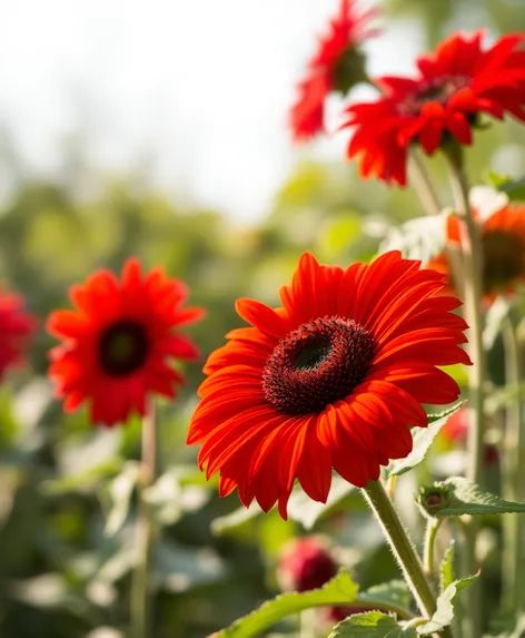 red sunflowers