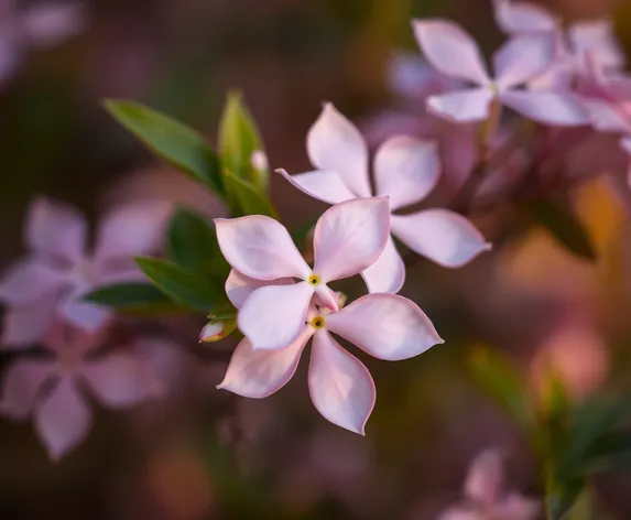 pink jasmine