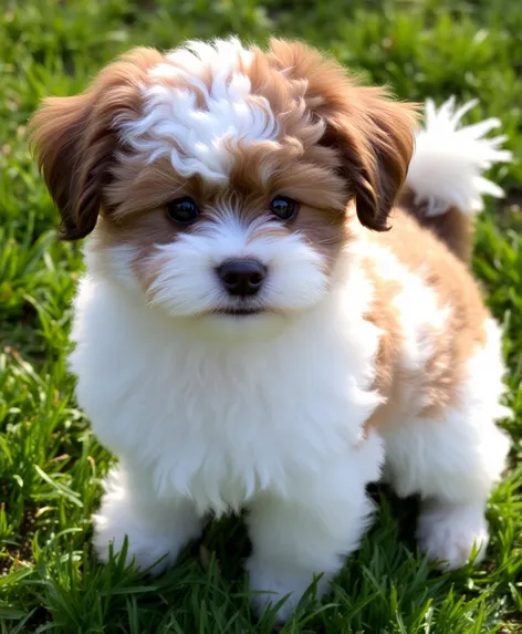 st bernard poodle mix