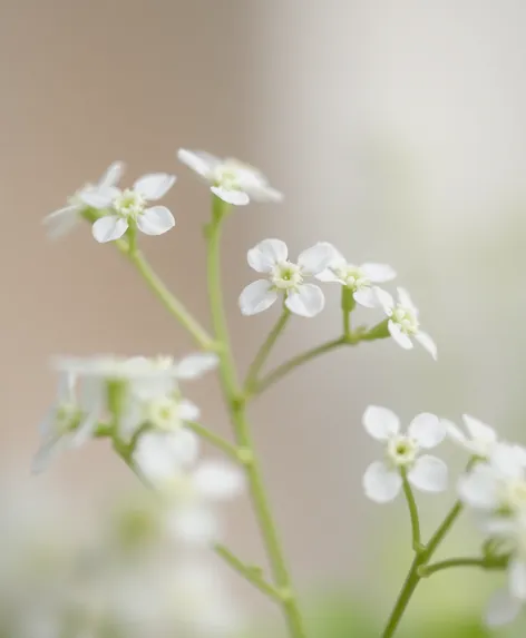 mint plant flowers