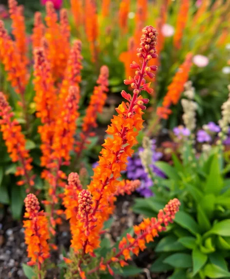 orange rocket barberry