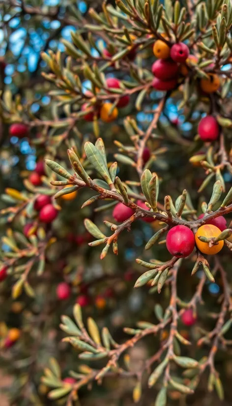 thorny olive