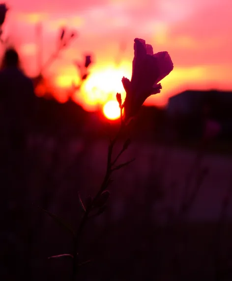 sunset pink