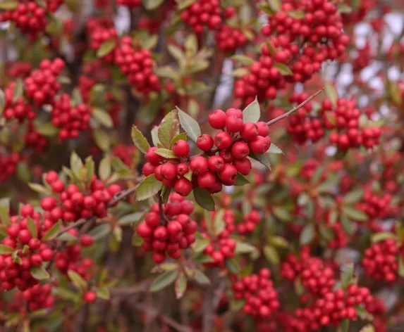 bush with red berries