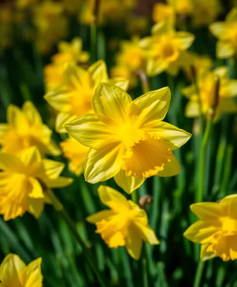 daffodil background wallpaper