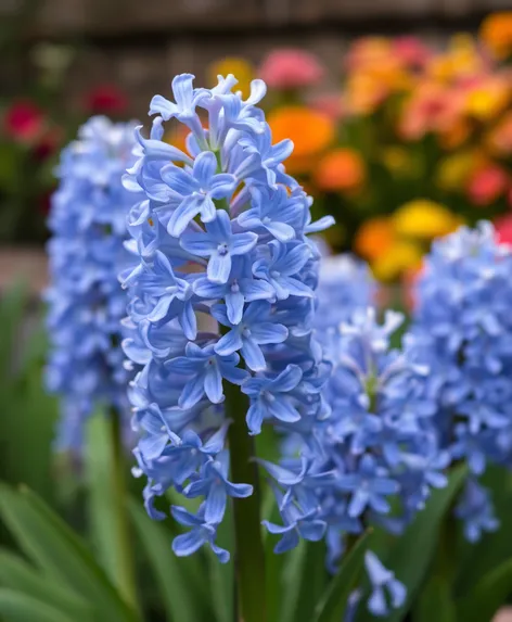 hyacinthus orientalis