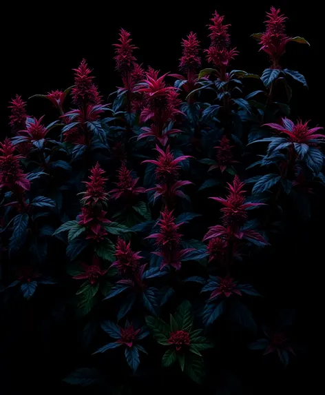 black plants