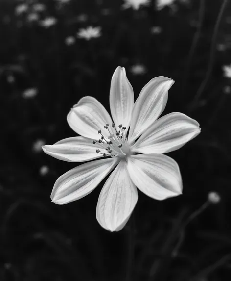 white black flower