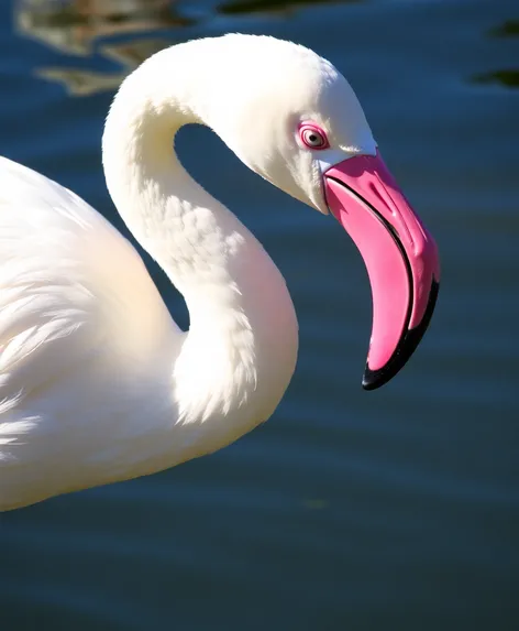 white flamingo bird