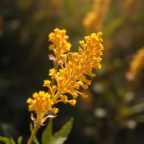 solidago flower