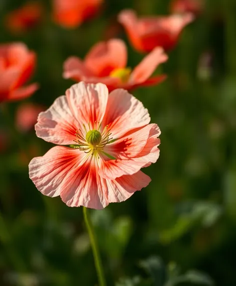 poppy flower photos