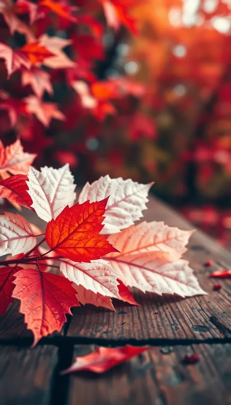 white and red leaf