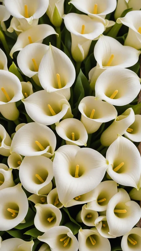 pictures of calla lilies