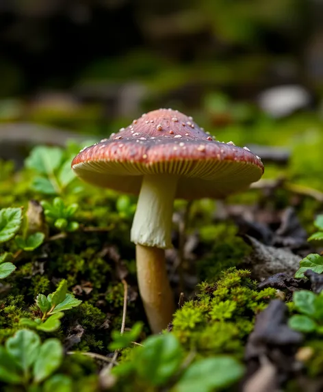 hare's foot inkcap